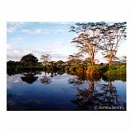 Refelctions of trees on a still pond in the Serengeti, Tanzania, Africa.